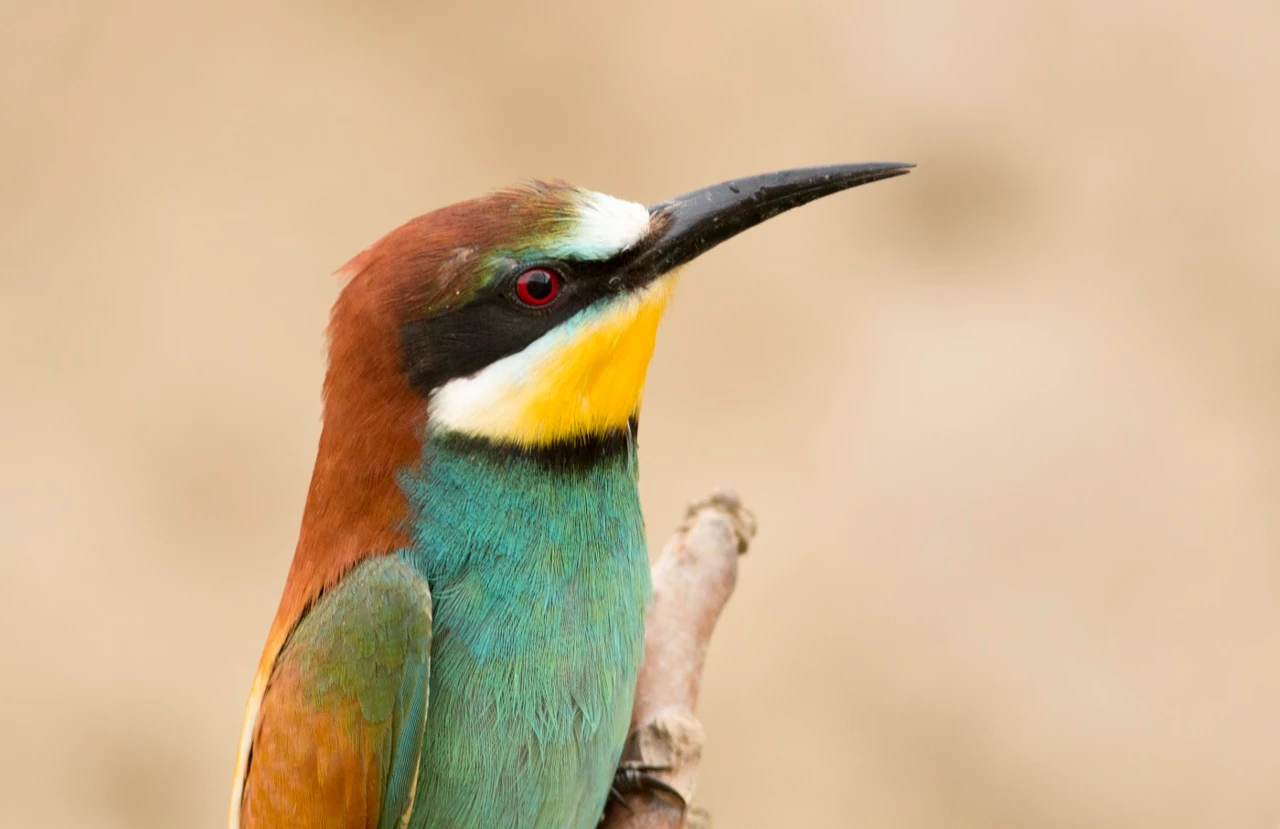 beeeater