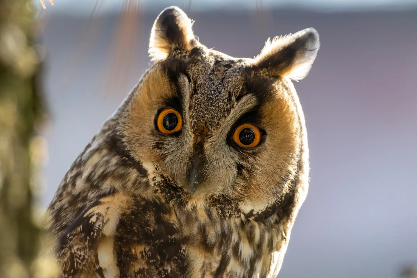 Long-eared Owl