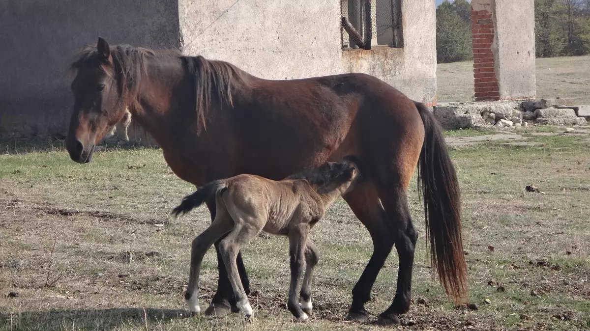 konche_s_maika_si_VF