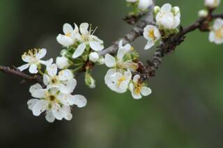 Имболг в Сакарци