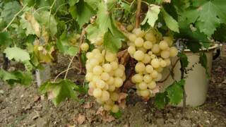 Ден на плодородието 