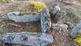 Бялата трева