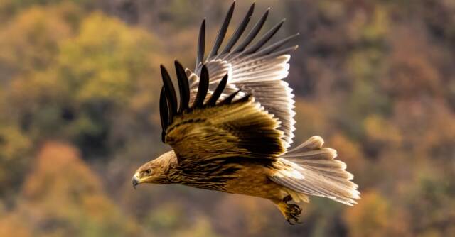 Тополовград